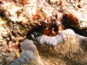 Hohlkreuzgarnelen 1